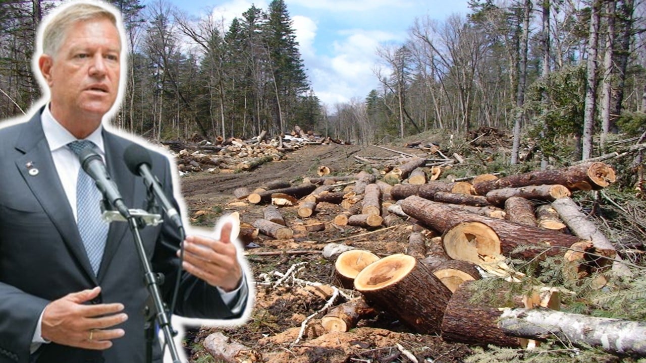Duminică au loc PROTESTE împotriva tăierilor ilegale de păduri. Companiile austriece sunt beneficiare