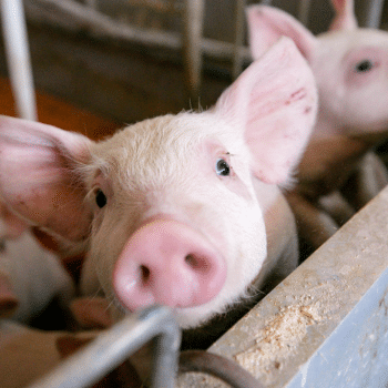 Decizie Neașteptată: Crescătorii de Porci Nu Mai Pot Vinde Animale sau Produse din Carne de Porc