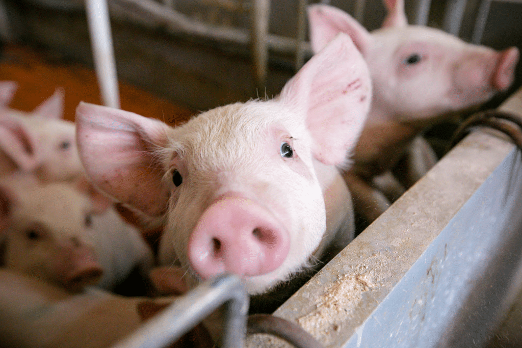 Decizie Neașteptată: Crescătorii de Porci Nu Mai Pot Vinde Animale sau Produse din Carne de Porc